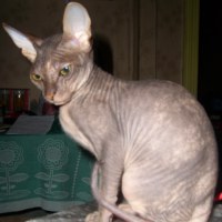 Владислав Белоглазов