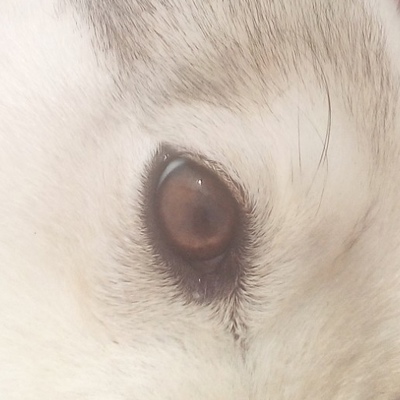 Динис Давлетов